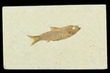 Fossil Fish (Knightia) - Green River Formation #130318-1